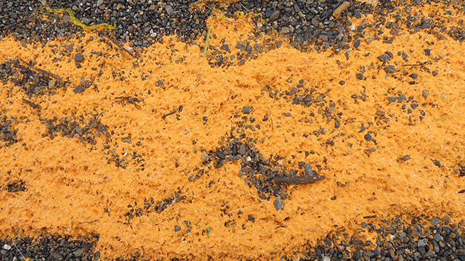 Alaska orange Goo Mystery
